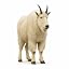 Mountain Goat