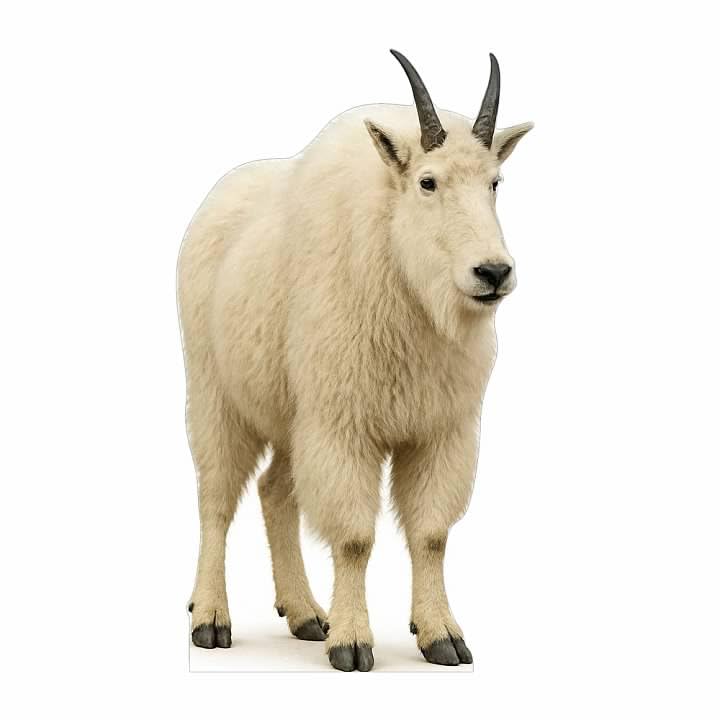 Image of Mountain Goat 4FT Life Size Cardboard Cutout - A Fun Animal Standup for Photo Booths, Birthday Parties, and Events