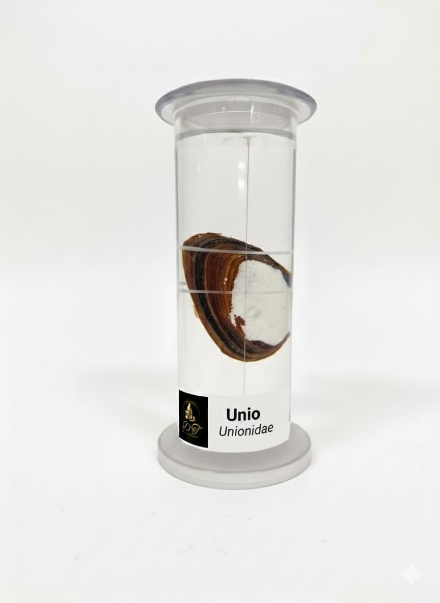 DT Science House Unio Freshwater Mussel Specimen for Educational Lab Study Material-image-30