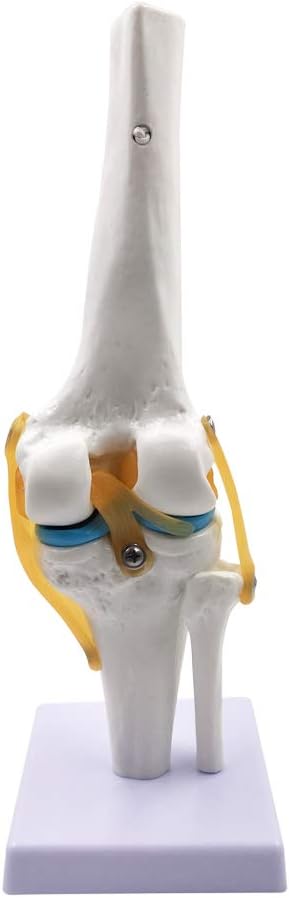 Knee Joint Simulation Model - Human 1:1 Size Medical Anatomy Flexible Knee Skeleton Teaching Mold for Science Classroom Study Display