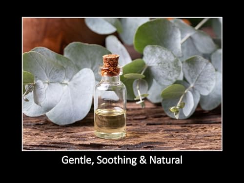 Aceite Esencial de Eucalipto Daana 2 Fl Oz miniatura 3