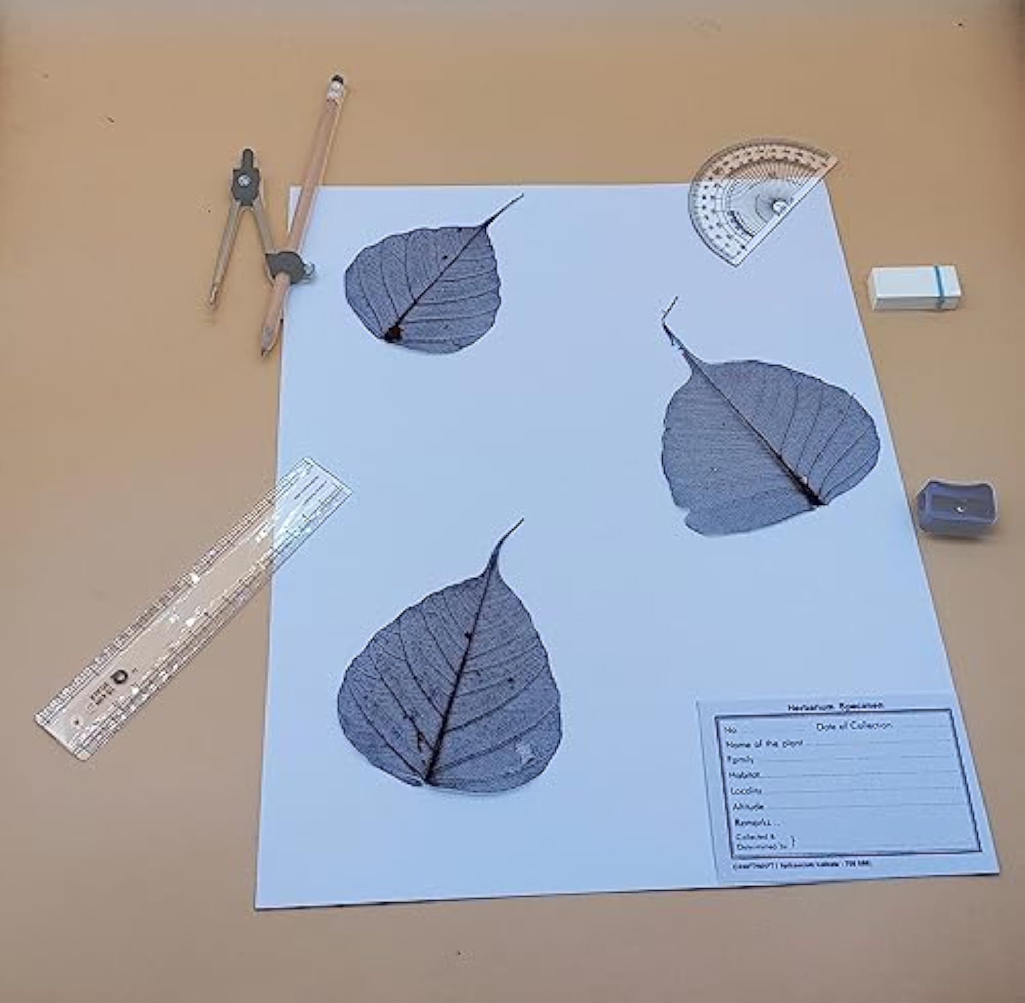 Herbarium Sheets with Printed Labels, 14x11 Inch, 120 GSM
