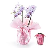 bloomee(ブルーミー) 胡蝶蘭(白レッド) ミディ 2本立ち14輪以上(レースピンク) 母の日 お祝い プレゼント 花 生花 胡蝶蘭 ギフト 開店 開院 開業 移転 就任 昇進 当選 お供え 贈り物 還暦 喜寿 御供 お歳暮