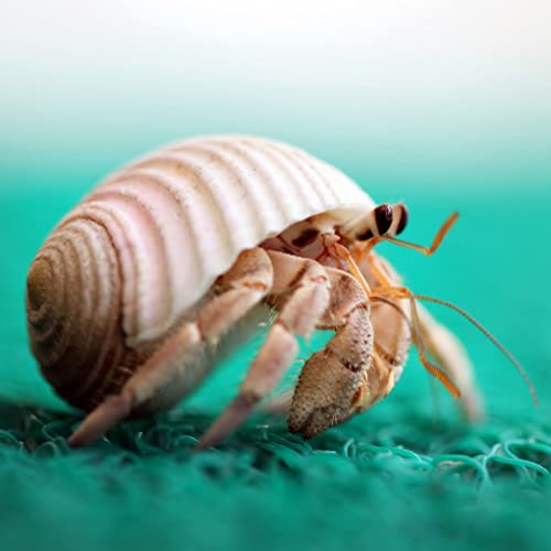 QEQEKAKA 15PCS Hermit Crab Shells (7 Types) Natural Hermit Crab Shells, for Small to Large Hermit Crab Turbo Shells Hermit Crab Supplies Visit The QICQDRAM Store — view 6