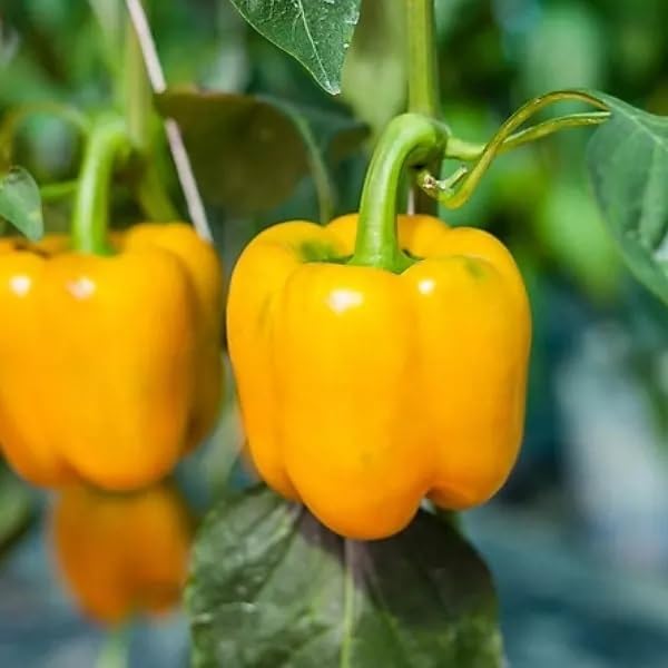 Willvine Yellow Bell Pepper/Capsicum-RAJ-5K-image-34
