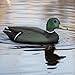 Cifavor Duck Decoy Duck Hunting Decoys Gear Garden Decorations (Pack of 2 Mallard Duck 13.3 * 5.1 * 5.5 in.)