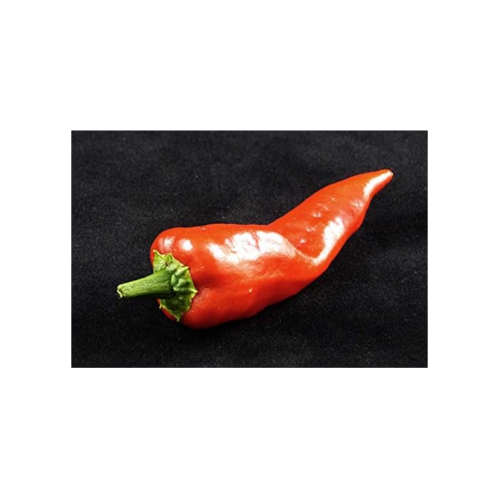 Buy Mosco (Pueblo Mirasol Chile Guajillo) S. Colorado, 250mg Seeds for