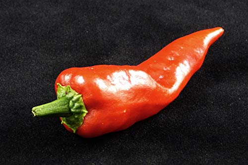 Mosco (Pueblo Mirasol Chile Guajillo) S. Colorado, 250mg Seeds for Planting, Pepper-Hot, Heirloom, Non GMO, Mexican Chile, Roasted Chili, Pueblo Giadone Chile, Reddish Brown, leathery Skin.