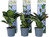 3 Pflanzen im Set Hydrangea macrophylla Tellerhortensie ‘Nizza’ – Blühfreudige Bauernhortensie im Topf kaufen | Winterharte Hortensie für Garten, Terrasse & Balkon