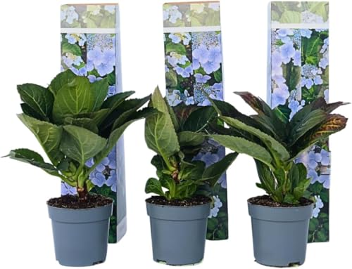 3 Pflanzen im Set Hydrangea macrophylla Tellerhortensie ‘Nizza’ – Blühfreudige Bauernhortensie im Topf kaufen | Winterharte Hortensie für Garten, Terrasse & Balkon