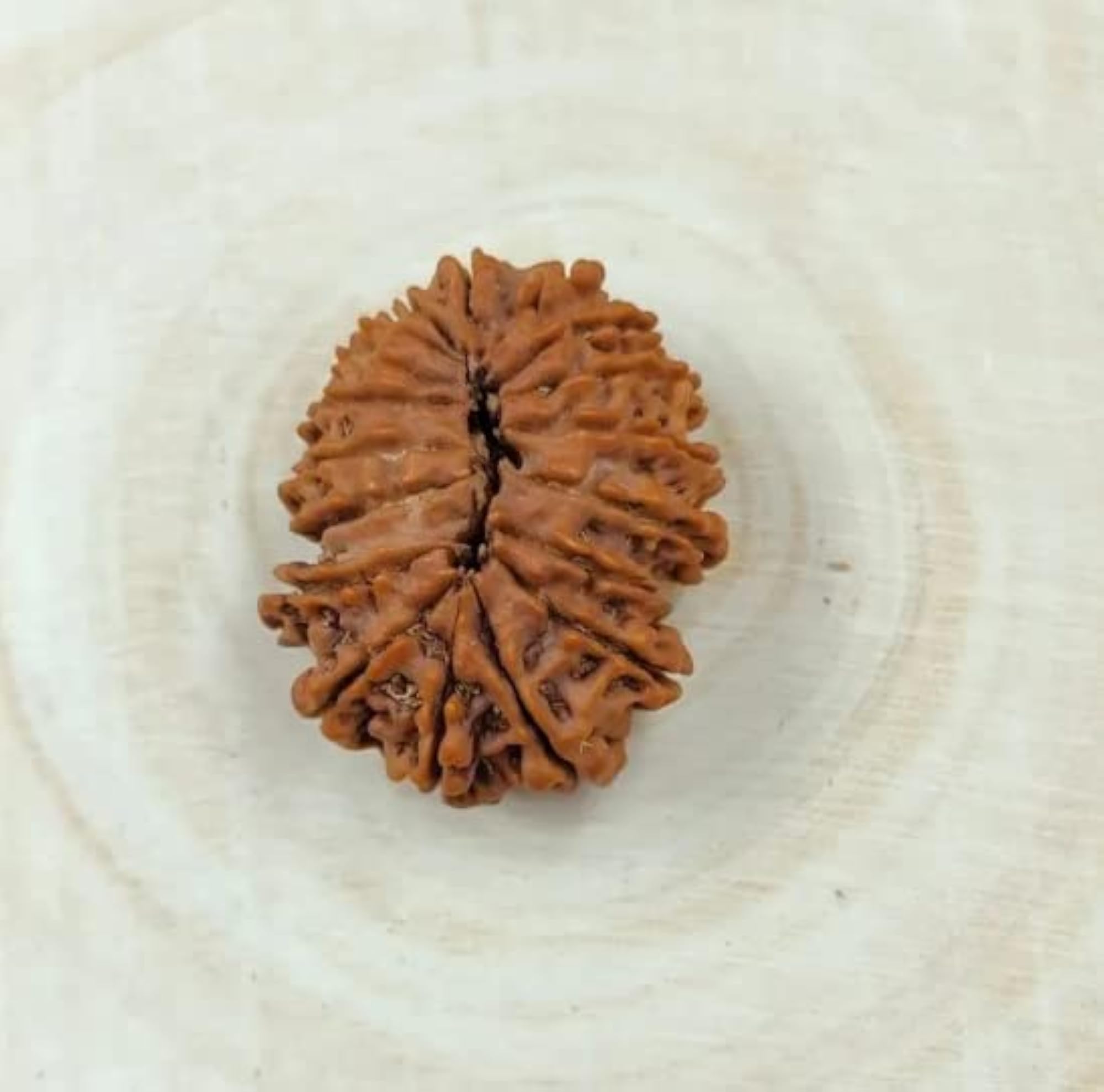 18 Mukhi Rudraksha Original Certified 18 Face Bead, Spiritual Healing