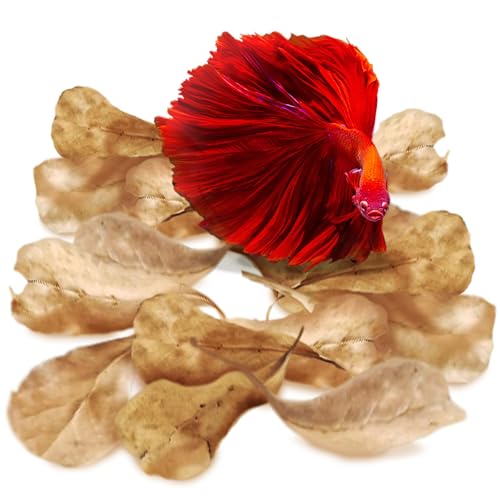 SunGrow 100 pcs Catappa Indian Almond Leaves for Betta Fish Tank Aquarium, 2&rdquo; Water Conditioner...