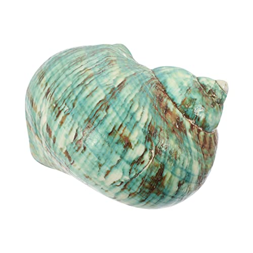 Milisten Caracola Verde Arrecife Tanque Caracola Grande Decoración Terrario Paraca Piedra De Aire Conchas De Mar Verde Conchas para Manualidades Vacío Neto Océano Green Concha Natural