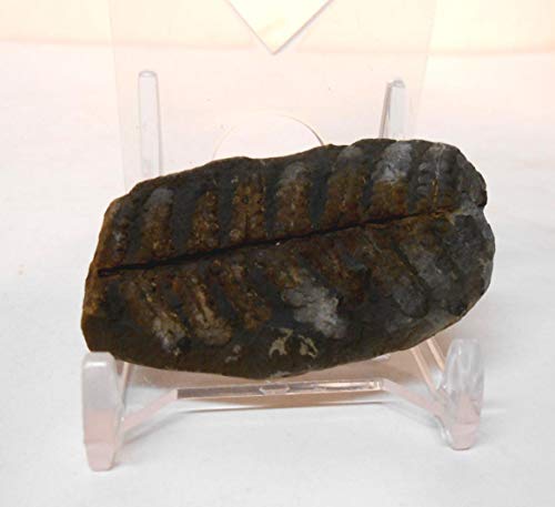 Image of 300 Million Yr Old Fern Fossil from Mazon Creek, Illinois w /Free Display Stand, Fact Sheet & 2nd Fossil