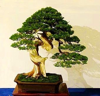 Creative Farmer Imported Mexican Weeping Bonsai Suitable Seeds (B01LZQTCDS) Amazon Price History, Amazon Price Tracker