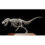 BACALYSO | VWUVWU 1/20 サイズ ティラノサウルス Tレックス Ｔ-REX 骨格 化石 55cm級 肉食 恐竜 リアル フィギュア 白亜紀 台座 樹脂 プラモデル おもちゃ 模型 完成品 工芸品 塗装済み
