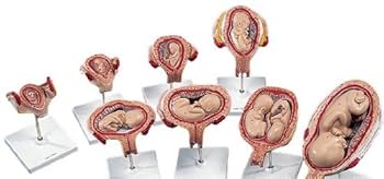 PNATOMY 胎児模型 約15cm 61zxHaJoRqL._UF350,350_QL50_.jpg