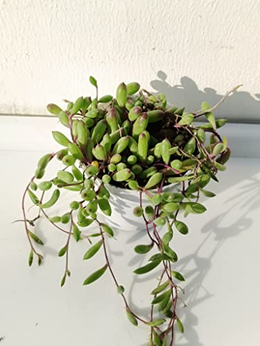 Image of Farm Storey String of Rubies, Othonna capensis, Live succulent plant, hanging succulent plant