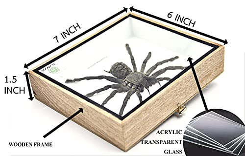 Real Giant Tarantula EURYPEIMA SPINCRUS Spider Taxidermy Boxed Display - Thumbnail 2