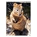 Produktbild Zeichenmappe / Dreiklappmappe / Sammelmappe / DIN A3 / "Quokka"