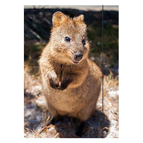 Preisvergleich Produktbild Zeichenmappe / Dreiklappmappe / Sammelmappe / DIN A3 / "Quokka"
