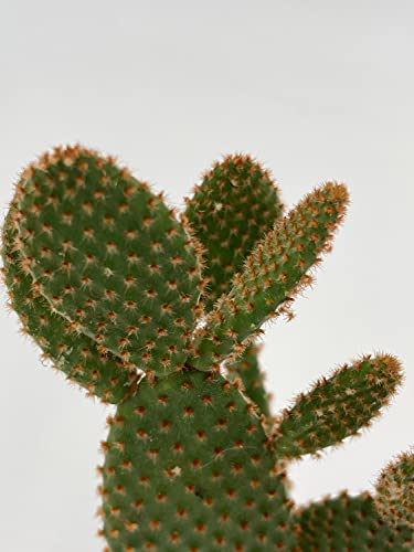 Bunny-Ears Prickly-Pear Copper Red, Opuntia Microdasys, Large Bunny Ears Prickly Pear With Copper Fuzz And Red Areoles In 2 Inch Pot, #TOP7