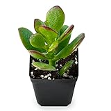 Sprout N Green Dwarf Jade - 2-3' Tall Crassula Ovata Crosby's Compact, Rare Cute Succulent Plant Fully Rooted in 2' Pot
