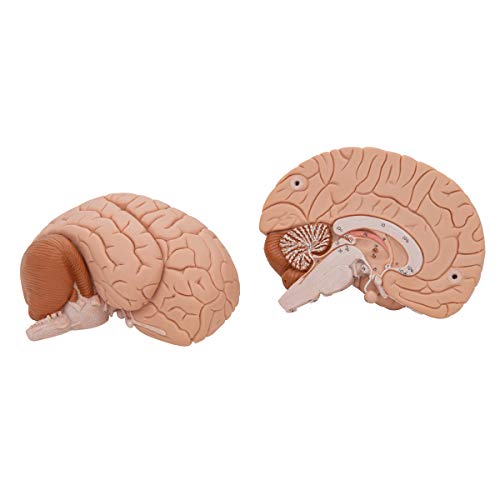 3B Scientific C15 Introductory Brain 2-part - 3B Smart Anatomy by 3B Scientific - Image 8