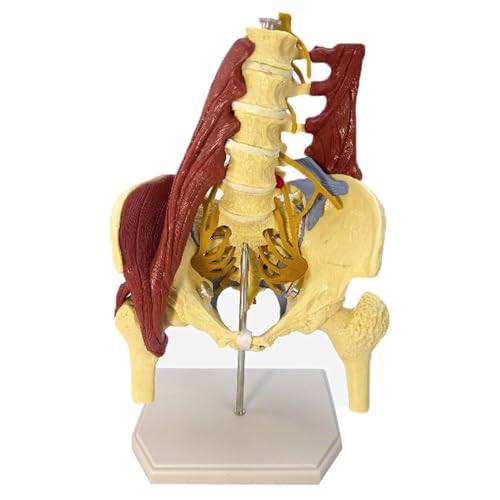 YNIYUJKL Lumbar Spine Bone Model, Medical Science Pelvis Model With Muscle For Educational Research And Practice,Unilateral