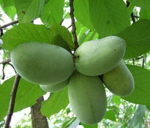 Amazon.com : 3 Paw Paw Trees - 6-12" Tall Seedlings - Live Plants ...