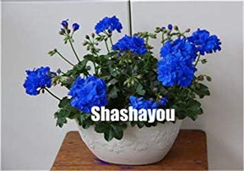 100 Unidades de Geranio Gigante Pelargonium perenne para Decoración de Jardín y Hogar