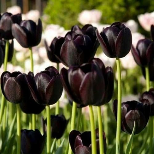 bulbi di tulipano perenni resistenti - esotiche balcone decorazione da giardino 5pcs