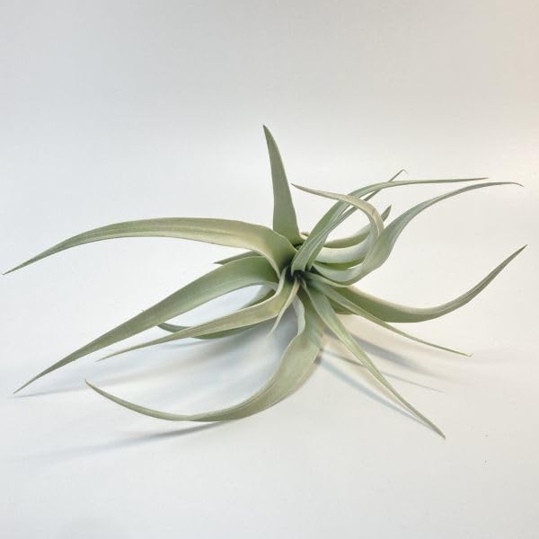 チランジア　シルバートーチ Amazon.co.jp: Tillandsia ' Silver Torch ' ① チランジア