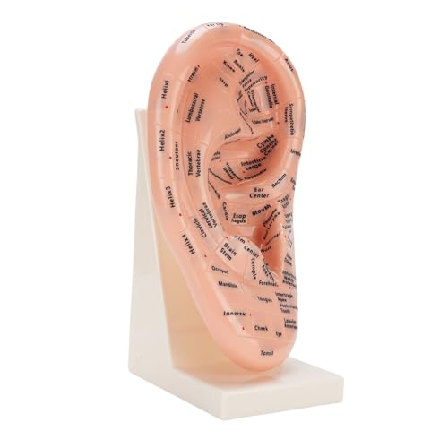 Ear Acupuncture Point Model, Educational Tool with Stand, Premium ABS Material for Beauty Salons, Shops, Massage Teaching School