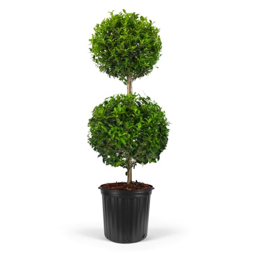 Topiary Eugenia 2-Ball Tree Live Tropical Plant Exotic Indoor and Outdoor Houseplant Low Maintenance Air Purifying Garden Tree Flowering Evergreen for Patio and Entryways (5gal 4-5ft)