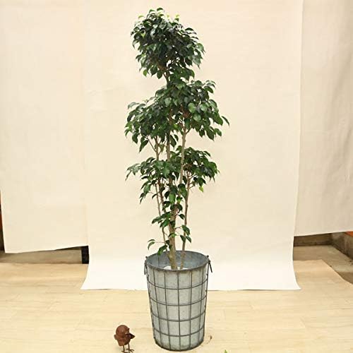 Amazon 観葉植物 おしゃれ フィカス ベンジャミン ブラックリーフ ブリキバケツカバー付き 現品 佐川大型便配送 観葉植物 オンライン通販