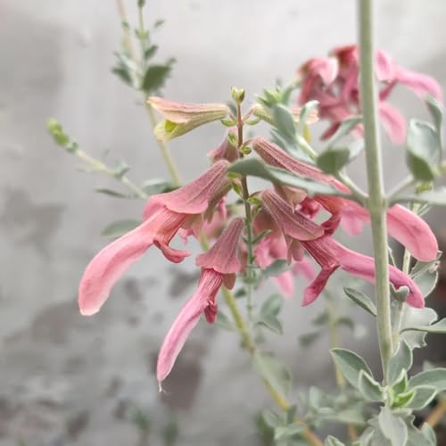 Semi di salvia, da giardino Semi di Salvia japonica, prodotti sostenibili le da giardino roccioso sono resistenti 50pcs