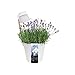 Produktbild Elho Flower Light - Blumentopf - Weiss - Draußen  - Ø 27 x H 61.5 cm