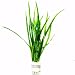 Mainam Jungle Vallisneria Spiralis Rooted Easy Background Live Aquarium Plants Decorations 3 DAYS LIVE GUARANTEED By