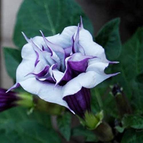 Uganio plant Kala Dhatura Live Plant (B0BXF1GX39) Amazon Price History, Amazon Price Tracker