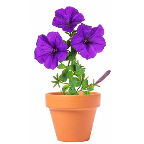 Macetas para Regalar en Bodas