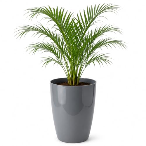 Image of Leafy Tales Modern Round Tower Planter for Home Decor 12 INCH, Highly Durable,Lightweight Indoor Outdoor Planter, Flower Pot Gamla, Pot for Balcony Garden, Vegetables, Flowers & Greenery