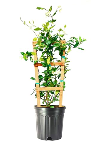 Star Confederate Jasmine 1 Extra Large Trade 3 Gallon Plant