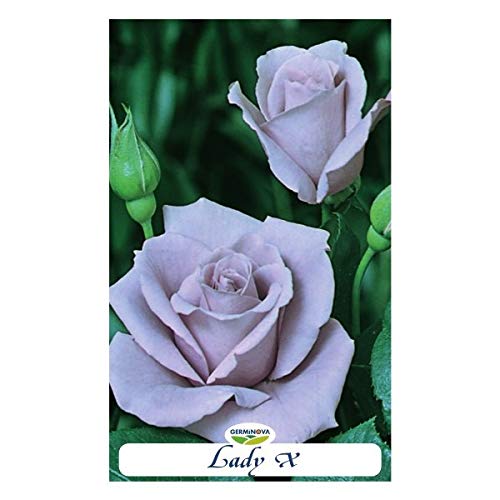 Rosal grandiflora color morado - Lady X en bolsa (en cepellón)