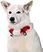 Outward Hound Kyjen  PP03374 Holiday Bell Collar Antler Combo Pack Holiday Wearable Accessories For Dogs, Large, Green