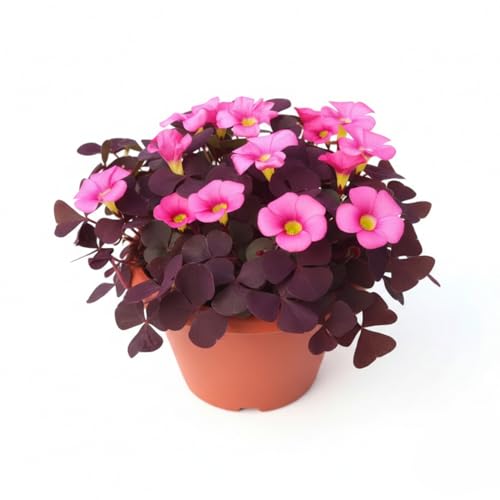 12 Purple Shamrock Bulbs Oxalis Triangularis for Planting, Flower Bulbs