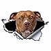 GLLXPZ 13 cm * 7 cm Adesivi Riflettenti Blu Pitbull Adesivo per Auto strappato Metallo Decalcomania Impermeabile Car Styling