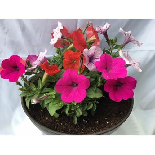 伊川谷町産「花農家による寄せ植え鉢」(約7〜8号サイズ)