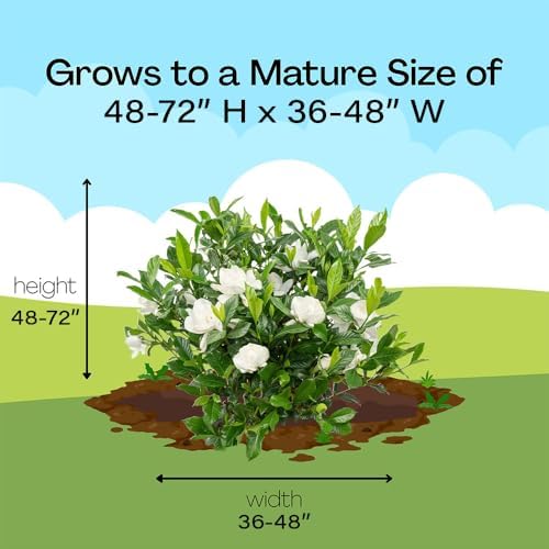 1 Gallon Gardenia August Beauty Shrub — view 6