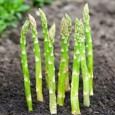100 Seeds Grüner Spargel Samen Pflanzen Kaufen Saatgut Bio Wintergemüse